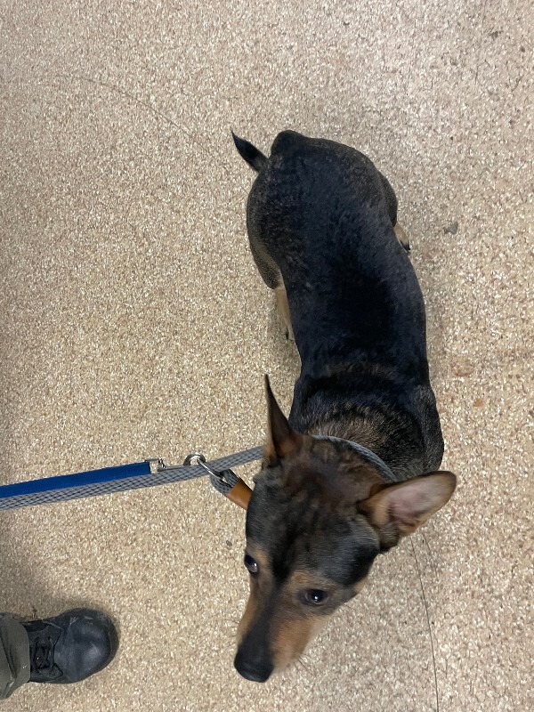 View Double Toasted Bagel the Dog Photo #4