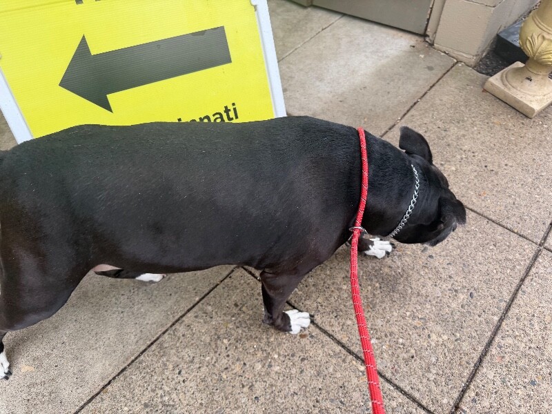 View Mars the Dog Photo #3