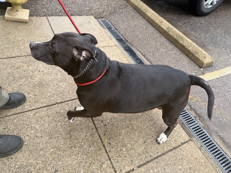 View Mars the Dog Photo #2