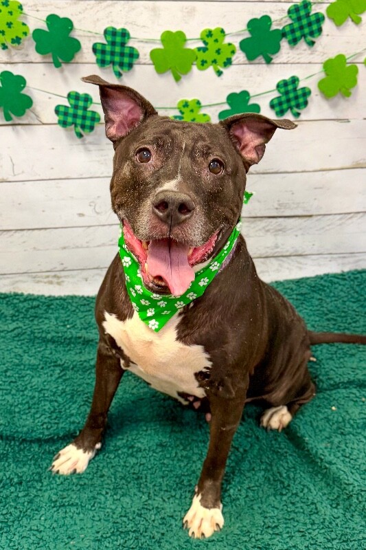 View Mars the Dog Photo #4