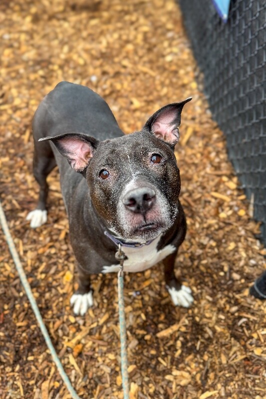 View Mars the Dog Photo #2