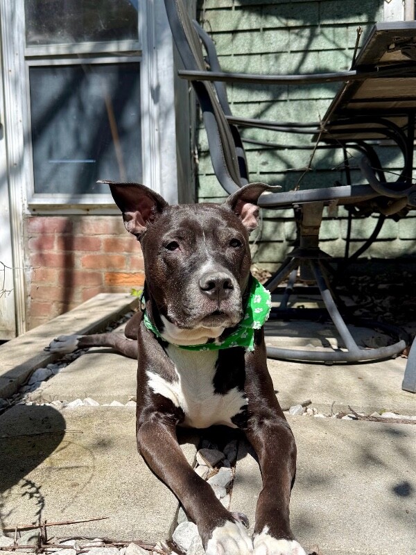 View Mars the Dog Photo #14