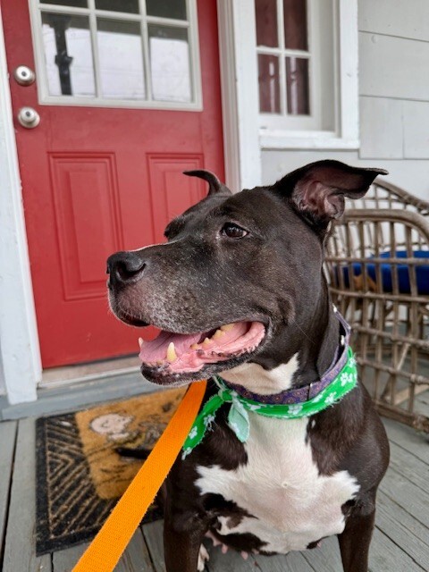 View Mars the Dog Photo #12