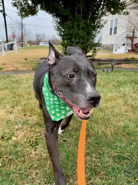 View Mars the Dog Photo #11