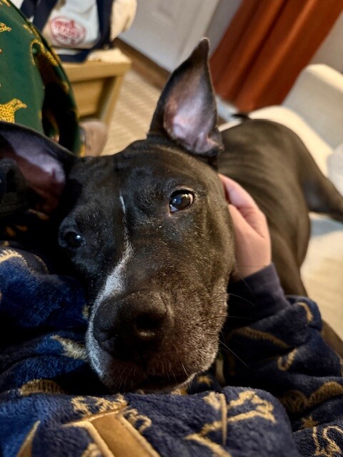 View Mars the Dog Photo #10