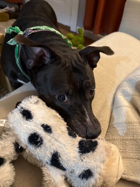 View Mars the Dog Photo #6