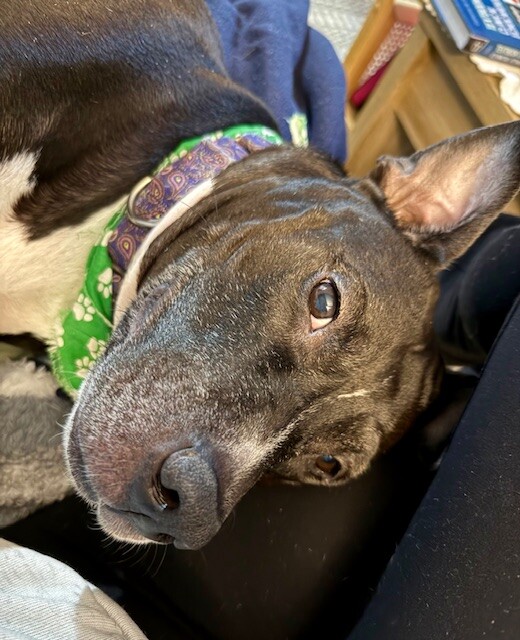 View Mars the Dog Photo #2