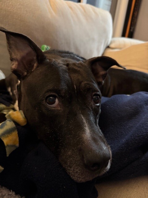 View Mars the Dog Photo #9