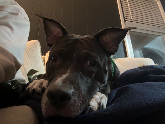 View Mars the Dog Photo #5