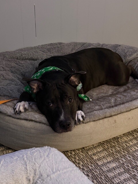 View Mars the Dog Photo #3