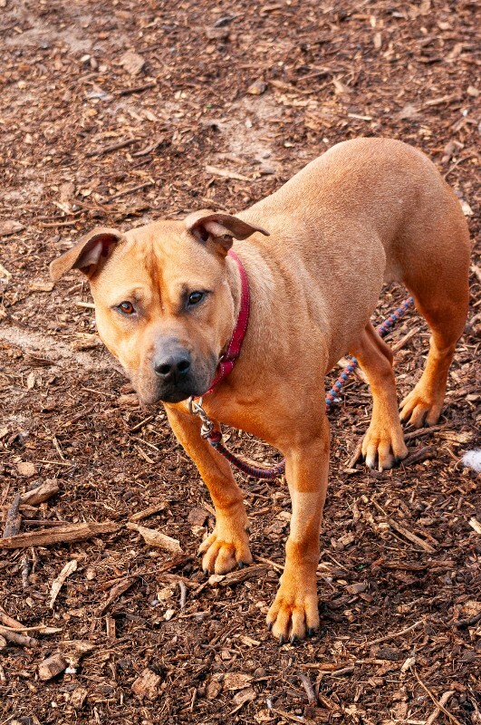 View Fern the Dog Photo #4