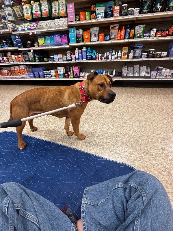 View Fern the Dog Photo #4