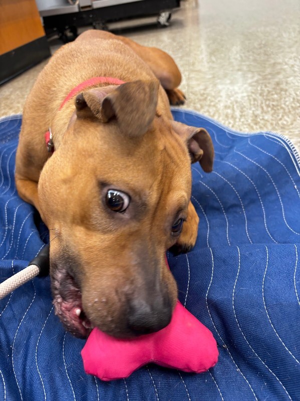 View Fern the Dog Photo #8