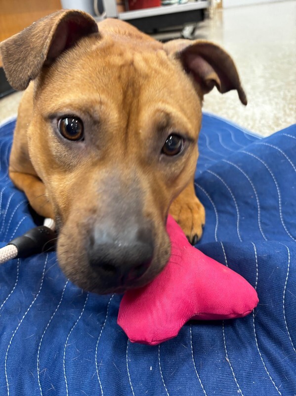 View Fern the Dog Photo #6