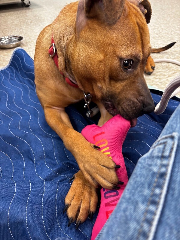 View Fern the Dog Photo #3