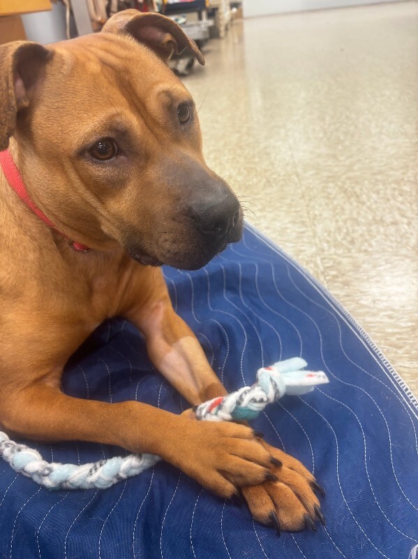 View Fern the Dog Photo #10