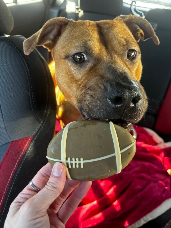 View Fern the Dog Photo #5