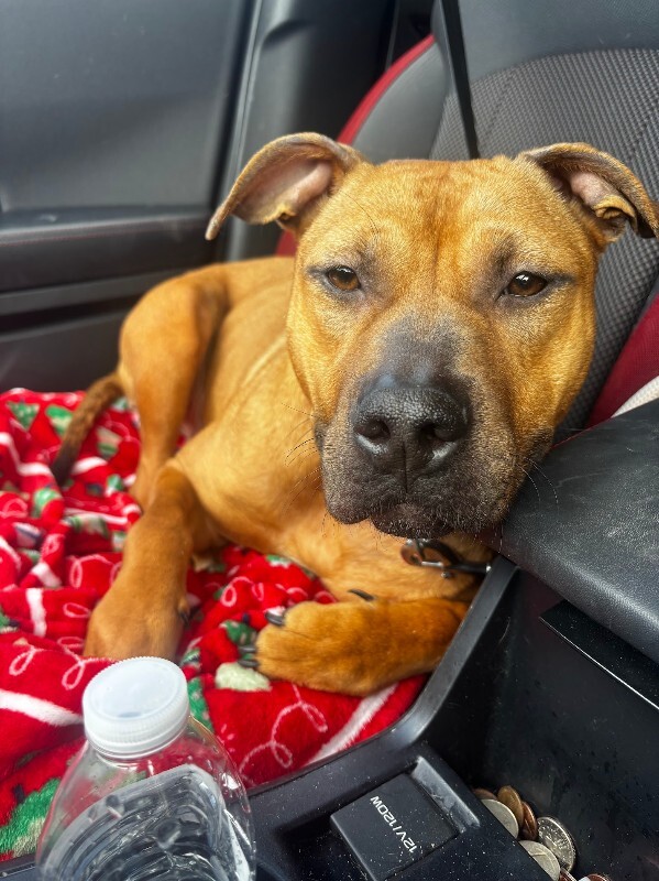 View Fern the Dog Photo #7