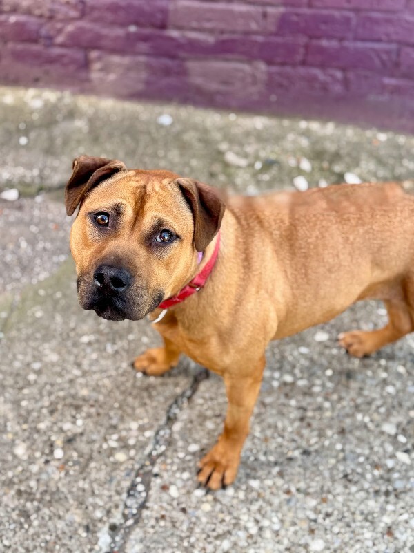 View Fern the Dog Photo #15