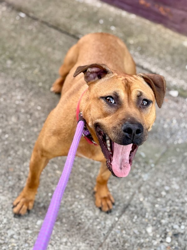 View Fern the Dog Photo #10