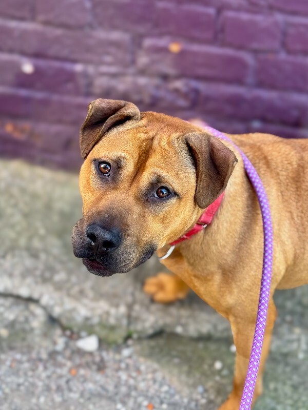 View Fern the Dog Photo #2