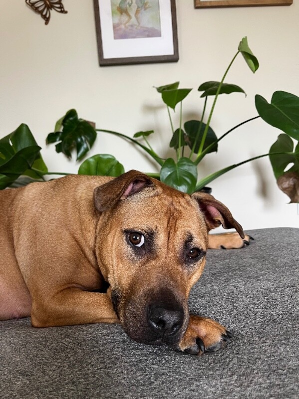 View Fern the Dog Photo #2