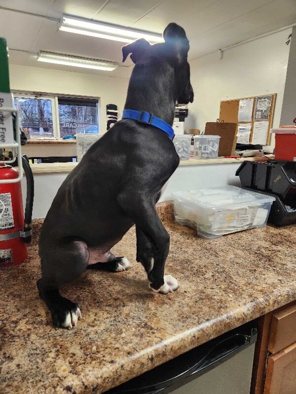 View Takayuki the Dog Photo #4