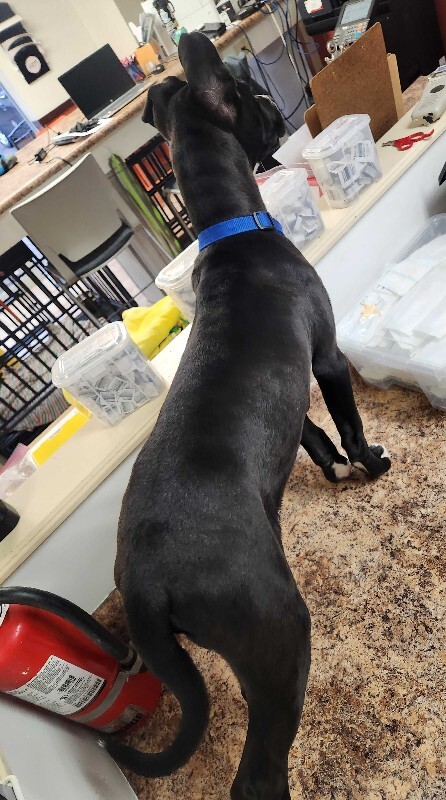 View Takayuki the Dog Photo #3