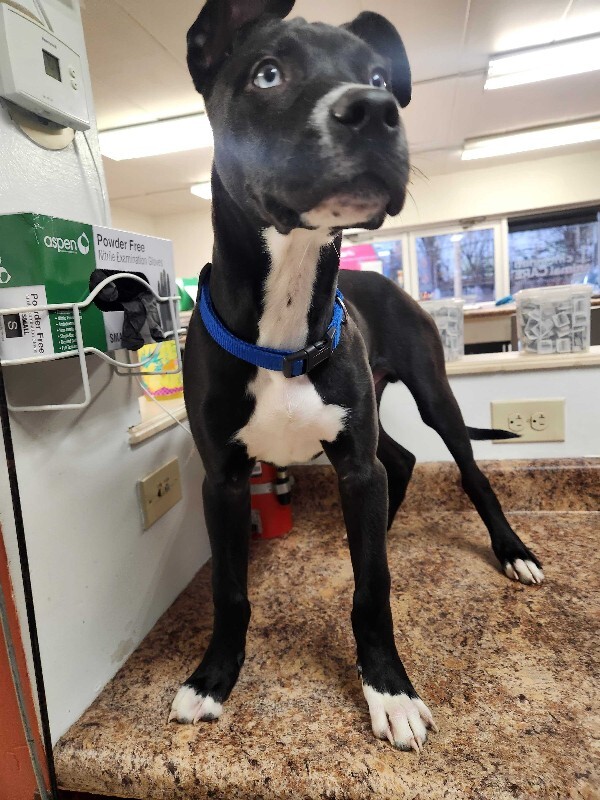 View Takayuki the Dog Photo #2