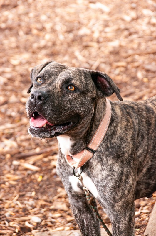 View Willet the Dog Photo #4