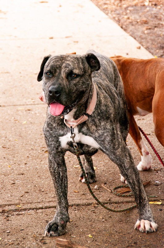 View Willet the Dog Photo #3