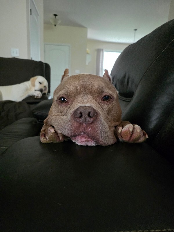 View Sweet Potato the Dog Photo #8