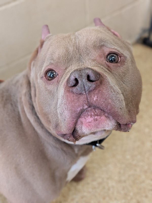 View Sweet Potato the Dog Photo #6