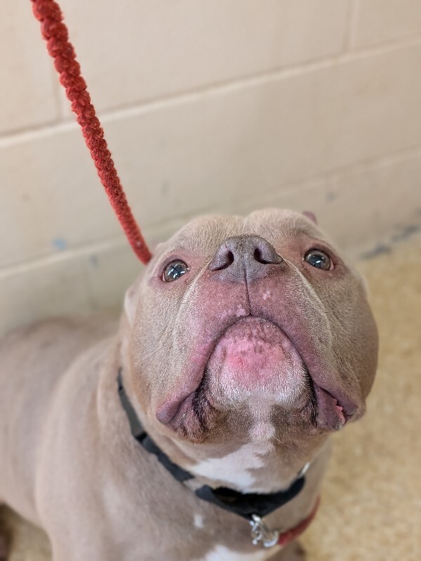 View Sweet Potato the Dog Photo #5