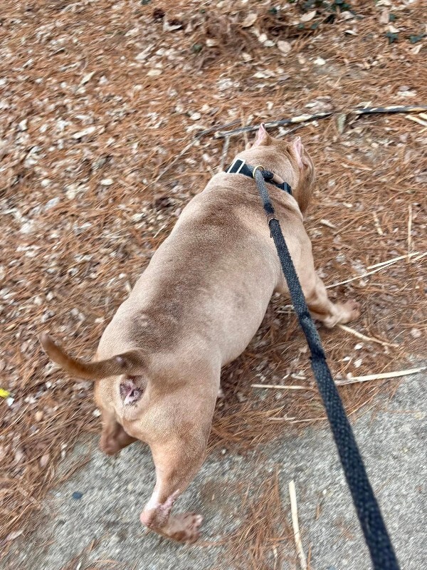 View Sweet Potato the Dog Photo #5