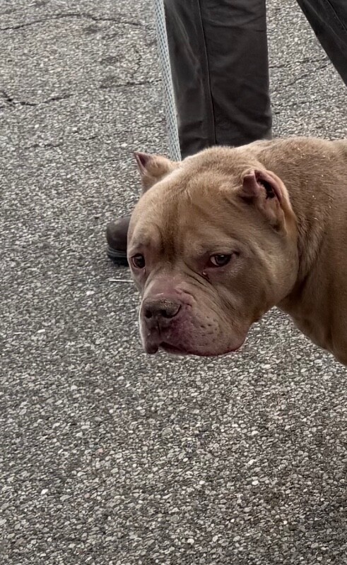 View Sweet Potato the Dog Photo #2