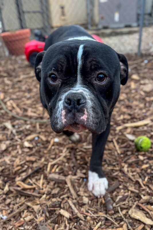 View Fitzy the Dog Photo #5