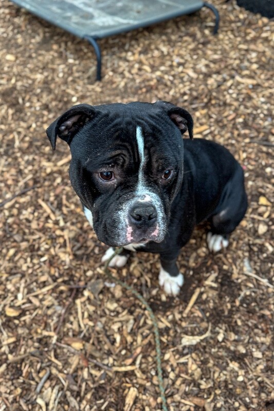 View Fitzy the Dog Photo #4