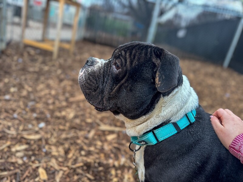 View Fitzy the Dog Photo #3