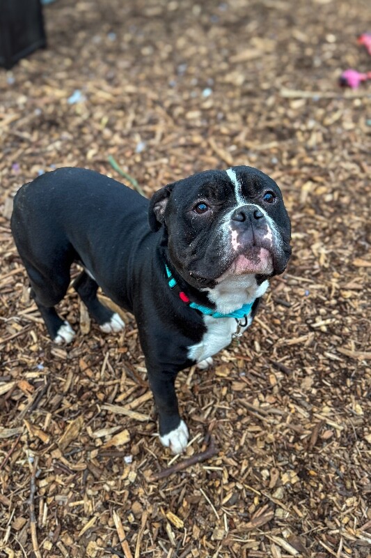 View Fitzy the Dog Photo #2