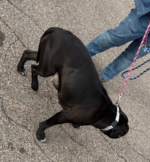 View Aida the Dog Photo #3