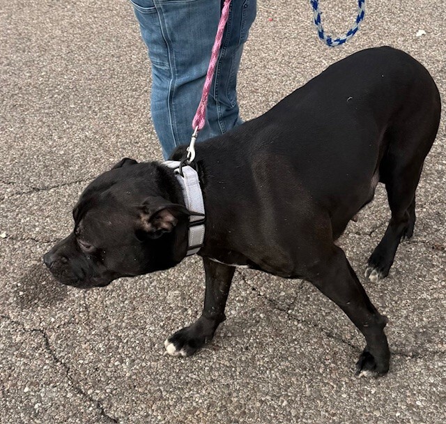 View Aida the Dog Photo #2