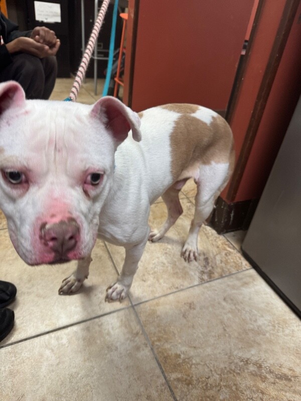 View Benny Boon the Dog Photo #2