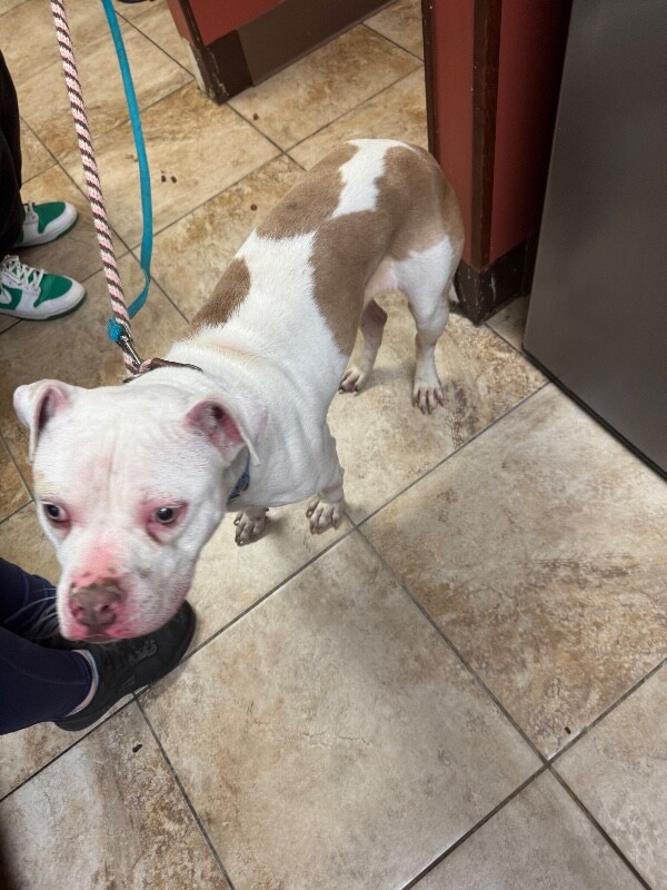 View Benny Boon the Dog Photo #3