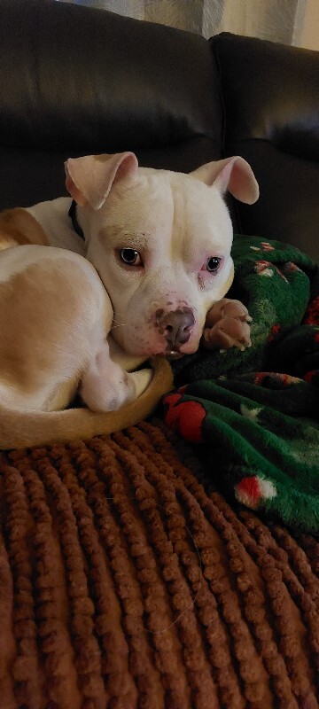 View Benny Boon the Dog Photo #2