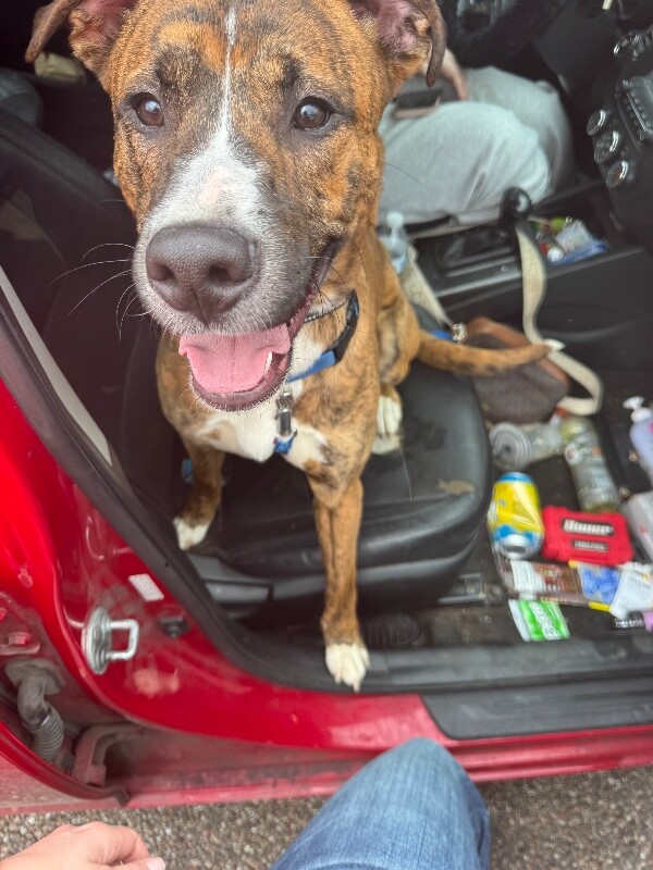 View Duke the Dog Photo #2