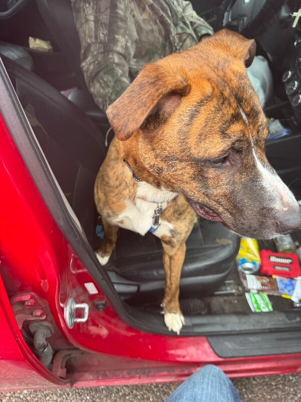 View Duke the Dog Photo #3