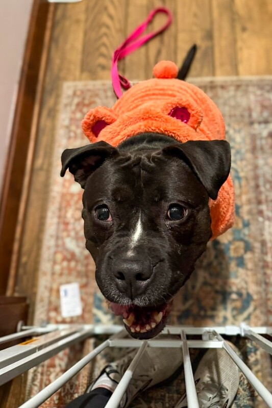 Learn More About Katie 620000939 10242155614131448 9015314214215142824 n