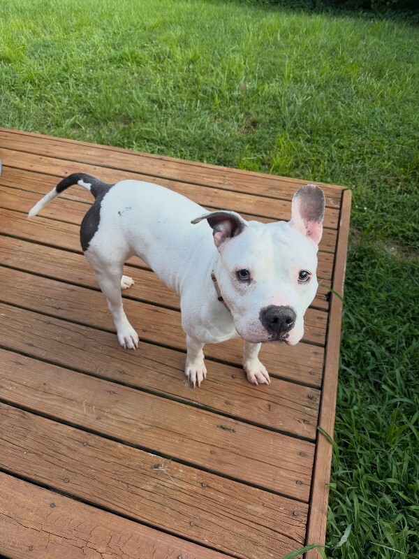View Billy Boy the Dog Photo #17