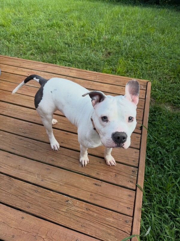 View Billy Boy the Dog Photo #18